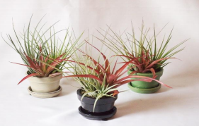 Tillandsia combo in 3-1/2" cermaic pot w/ saucer